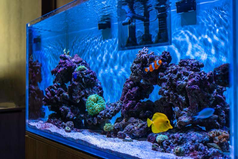 Acuario panorámico de 100 litros con peces de comunidad, nuestra elección