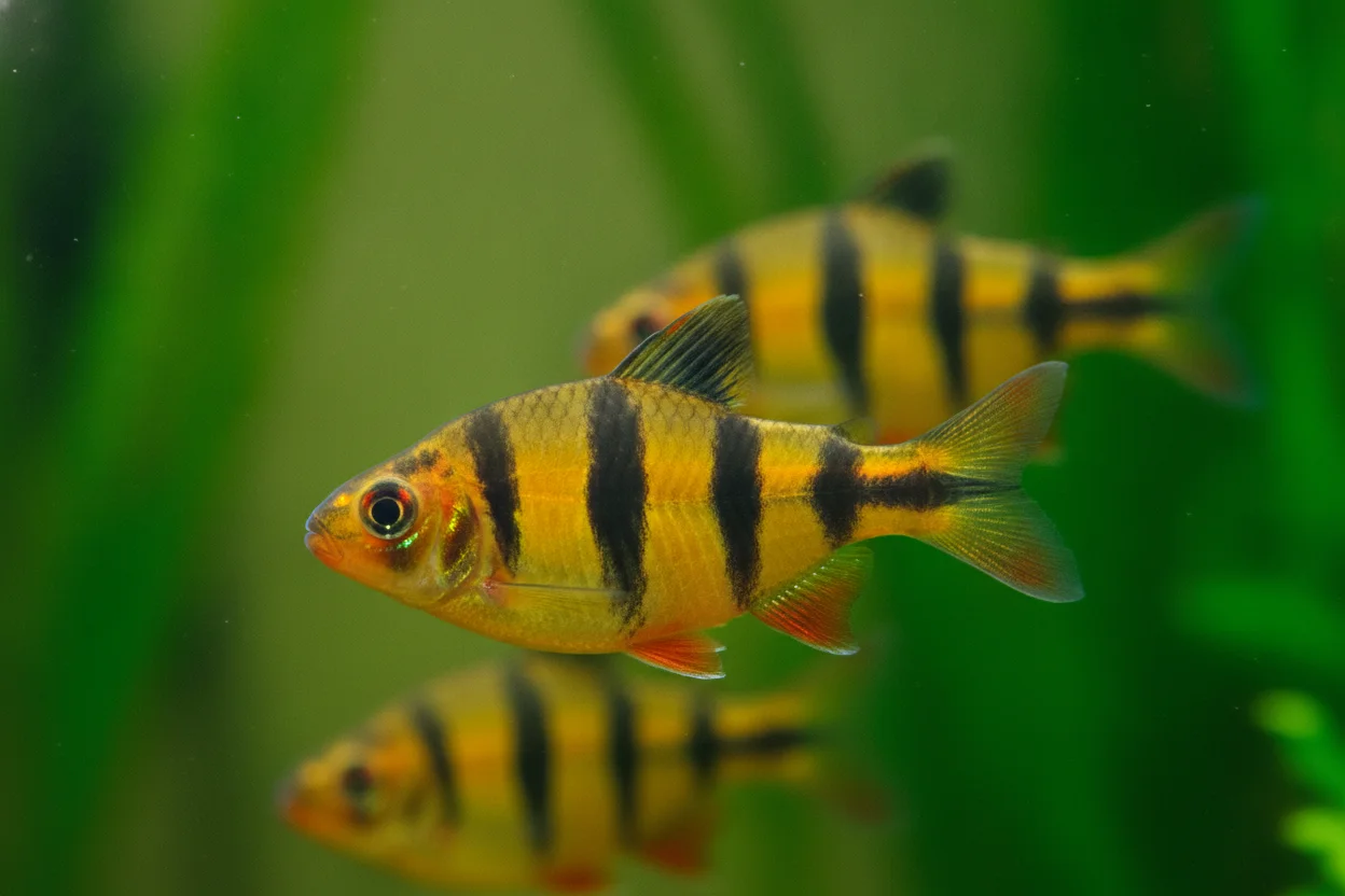 Cardumen de barbos tigre con franjas negras en acuario plantado