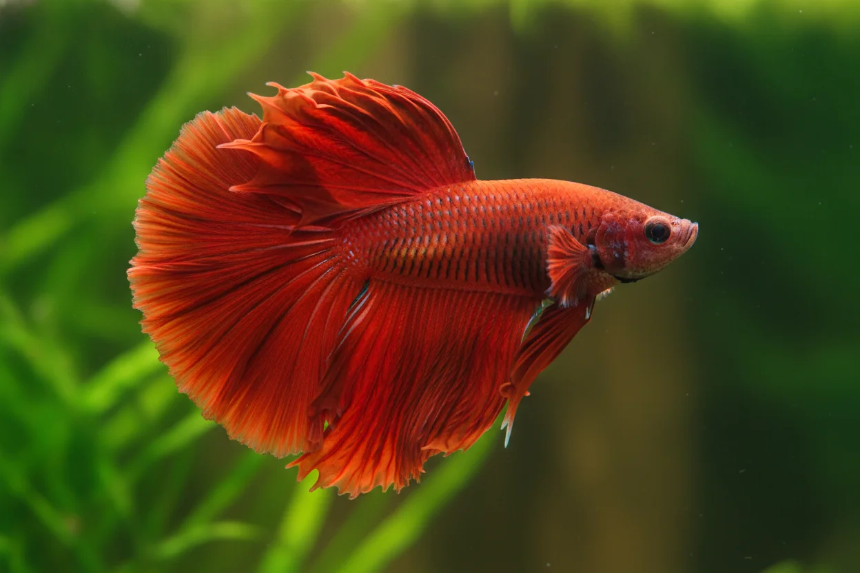 Pez betta rojo rosetail de cola muy ramificada como una rosa