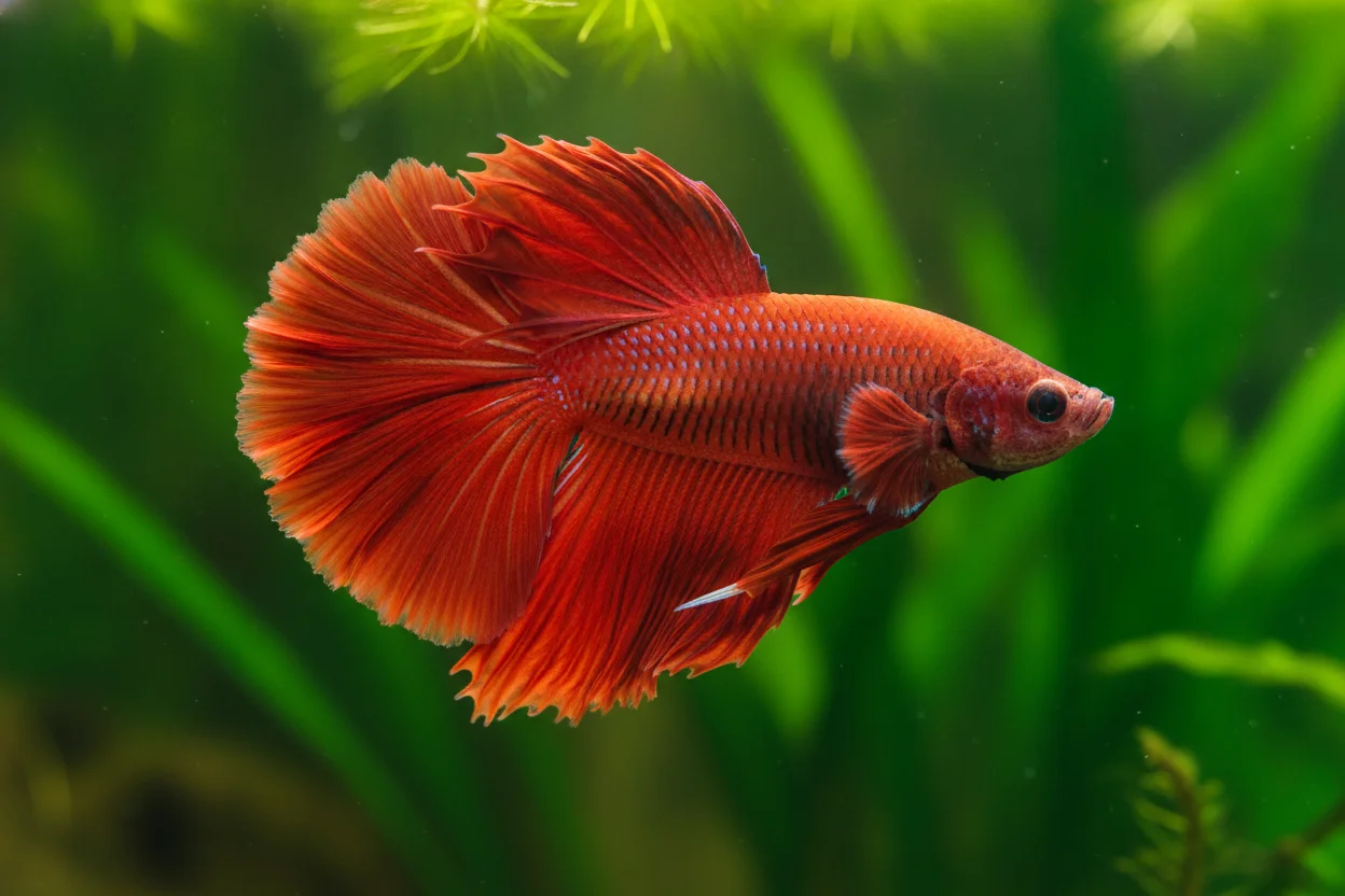 Pez betta rojo de doble cola dividida en dos lobulos