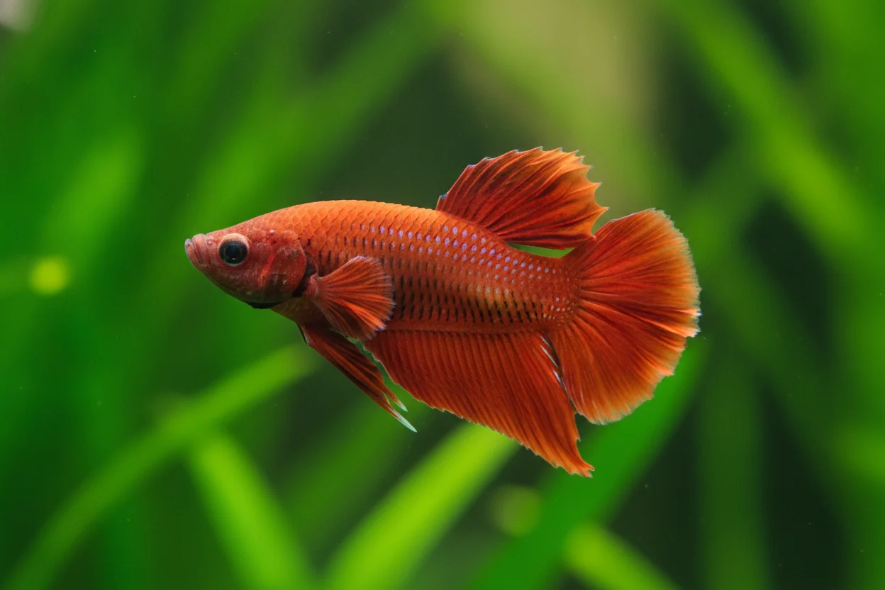 Pez betta rojo halfmoon plakat de cola corta abierta en abanico