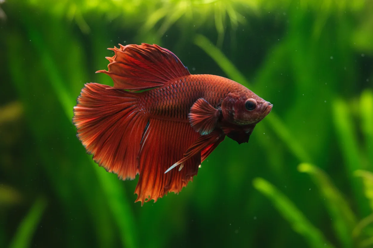 Pez betta macho rojo haciendo flaring con branquias y aletas desplegadas