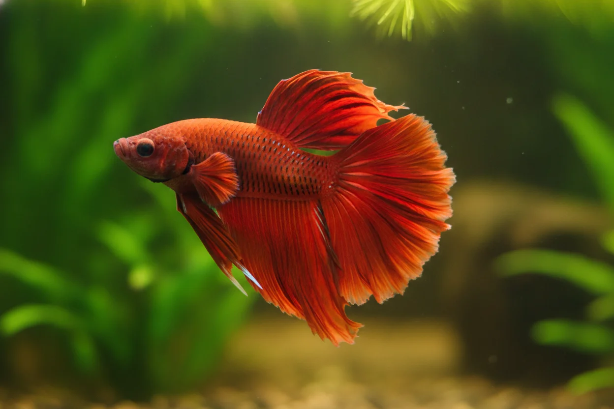 Pez betta rojo intenso de aletas largas