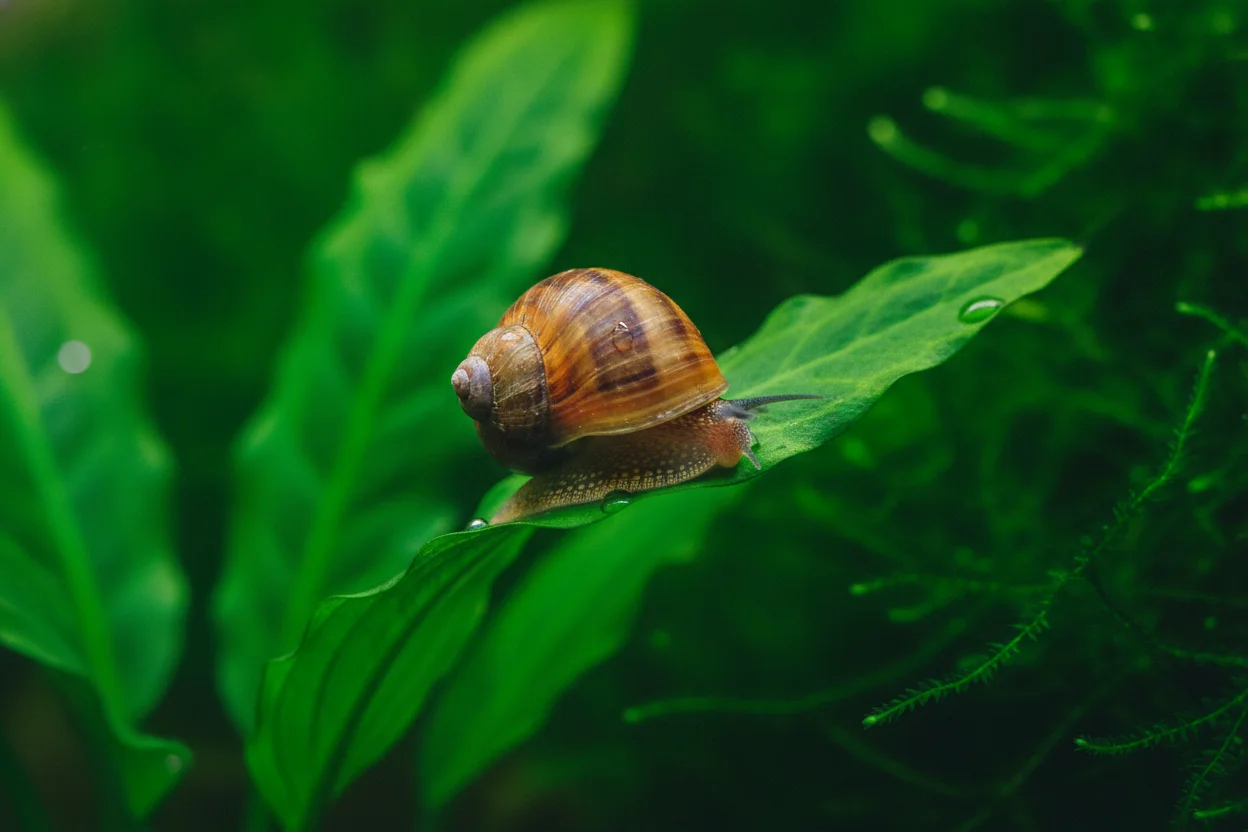 Caracol neritina sobre una hoja de un acuario plantado