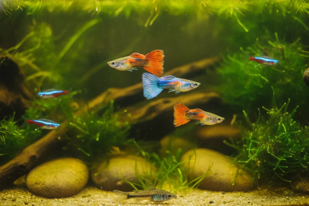 Peces compatibles con guppys
