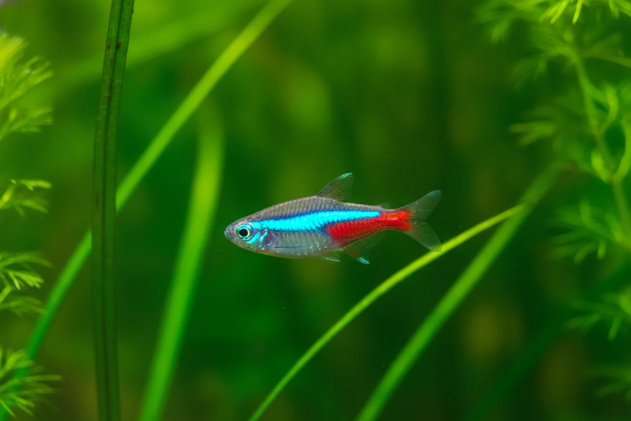 Neón tetra con franja azul y roja brillante entre plantas
