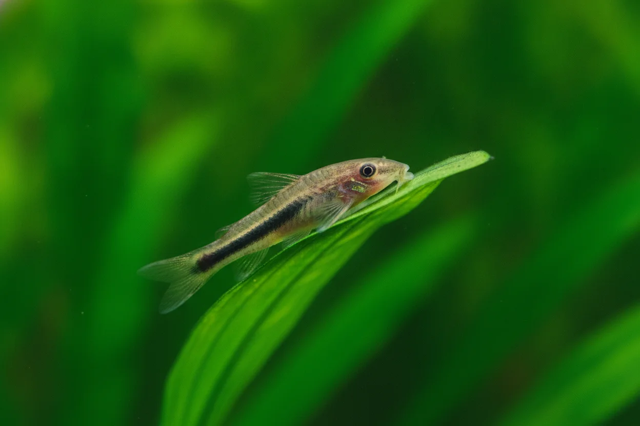 Pez otocinclus pegado a una hoja con su boca de ventosa