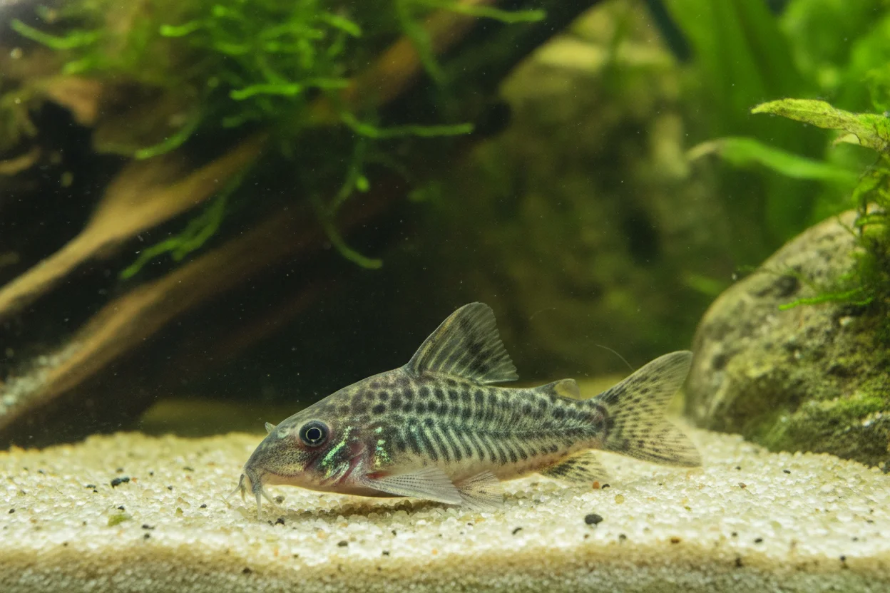 Corydora paleatus o corydora pimienta (Corydoras paleatus) con su patrón moteado gris-verdoso metálico característico sobre fondo arenoso