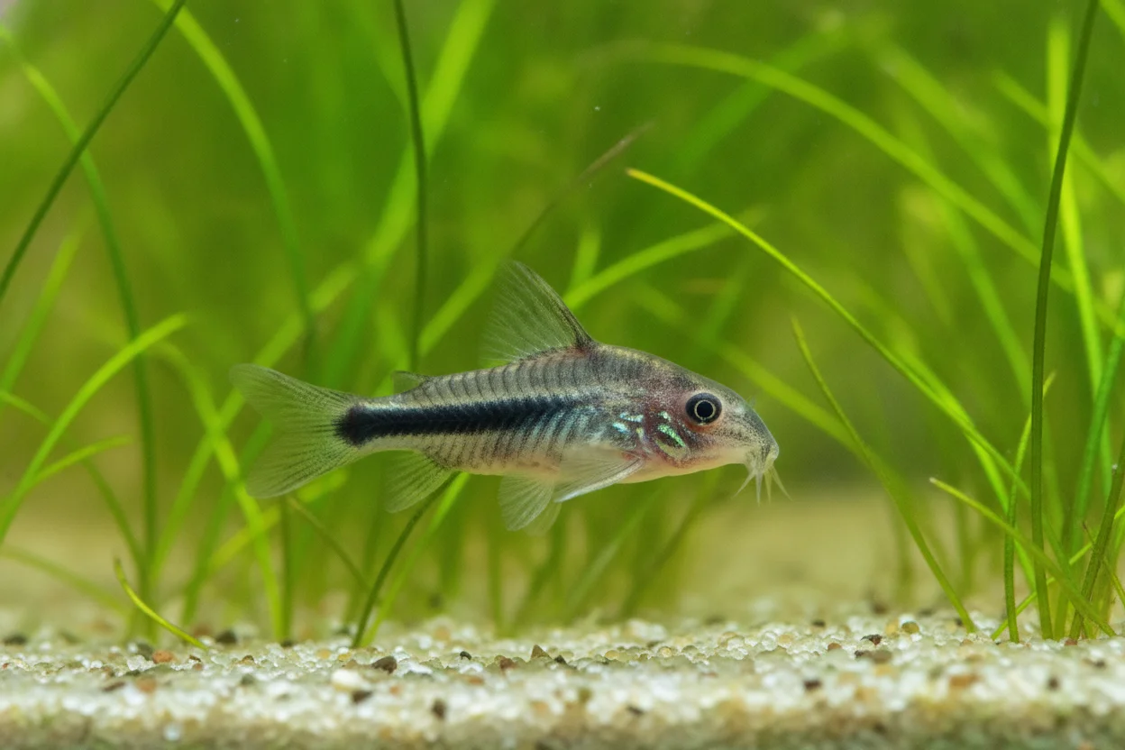 Corydora pigmea (Corydoras pygmaeus) en grupo, mostrando su diminuto tamaño y la línea negra horizontal característica sobre fondo plateado