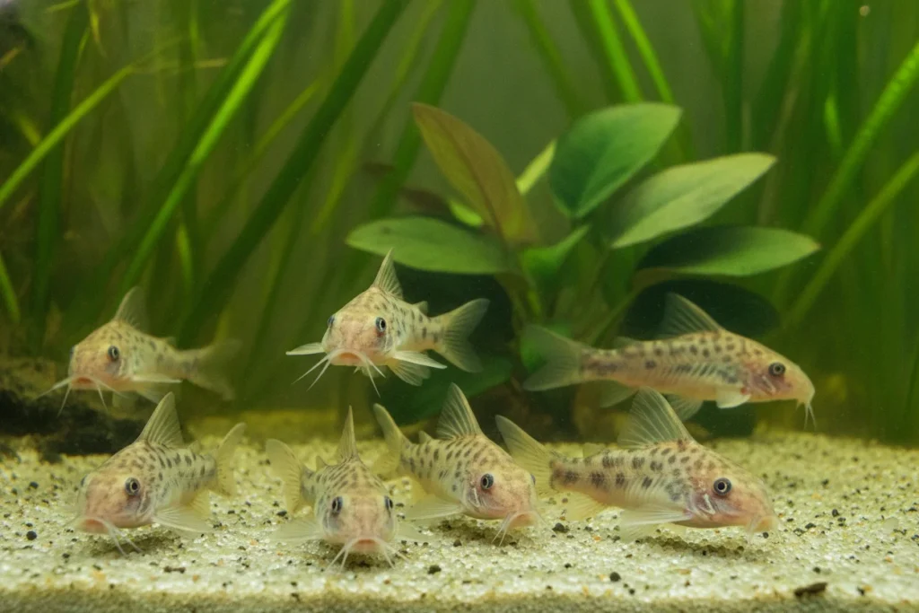 Corydoras