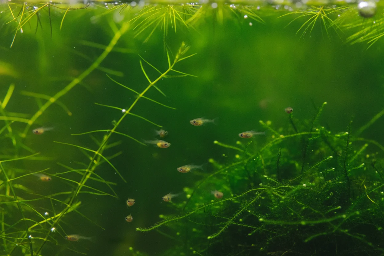 Crías de guppy recién nacidas, diminutas, nadando entre plantas finas de acuario
