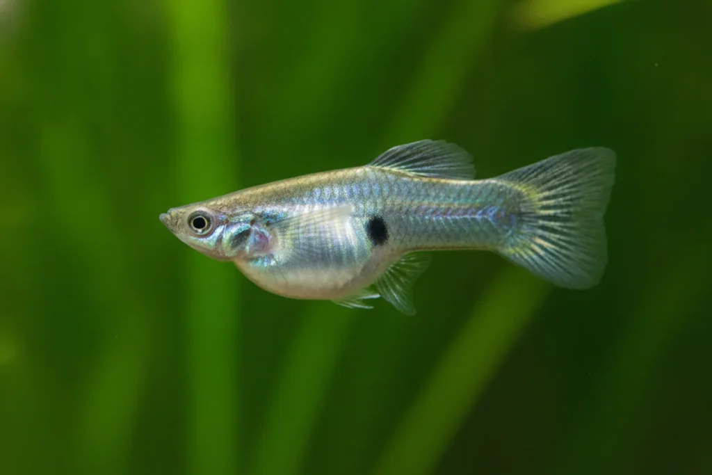 Guppy embarazada