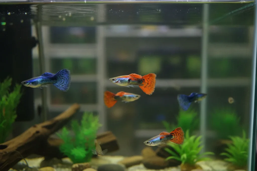 Dónde comprar guppys