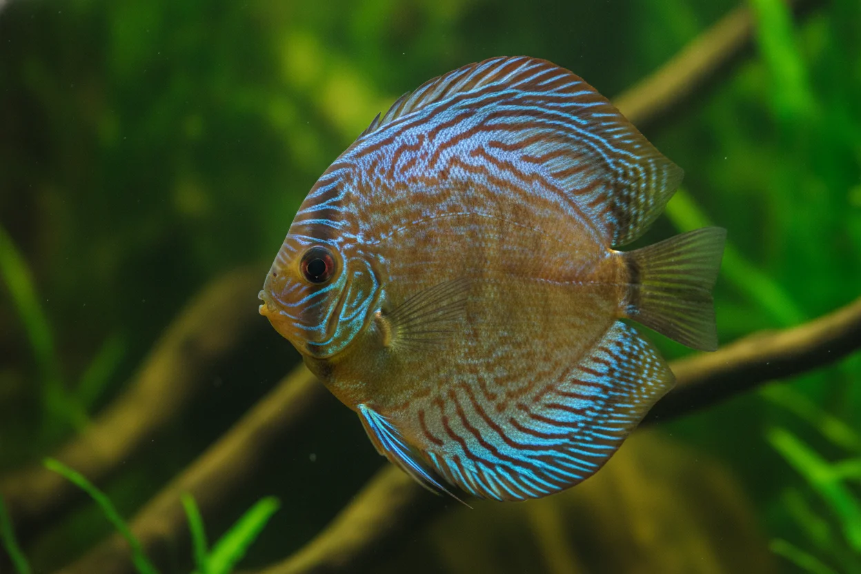 Disco azul salvaje (Symphysodon aequifasciatus) con patrón de líneas azules sobre fondo marrón en acuario biotopo
