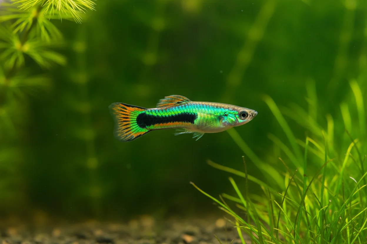 Macho de guppy endler con colores neón verde metálico y naranja en nano acuario plantado