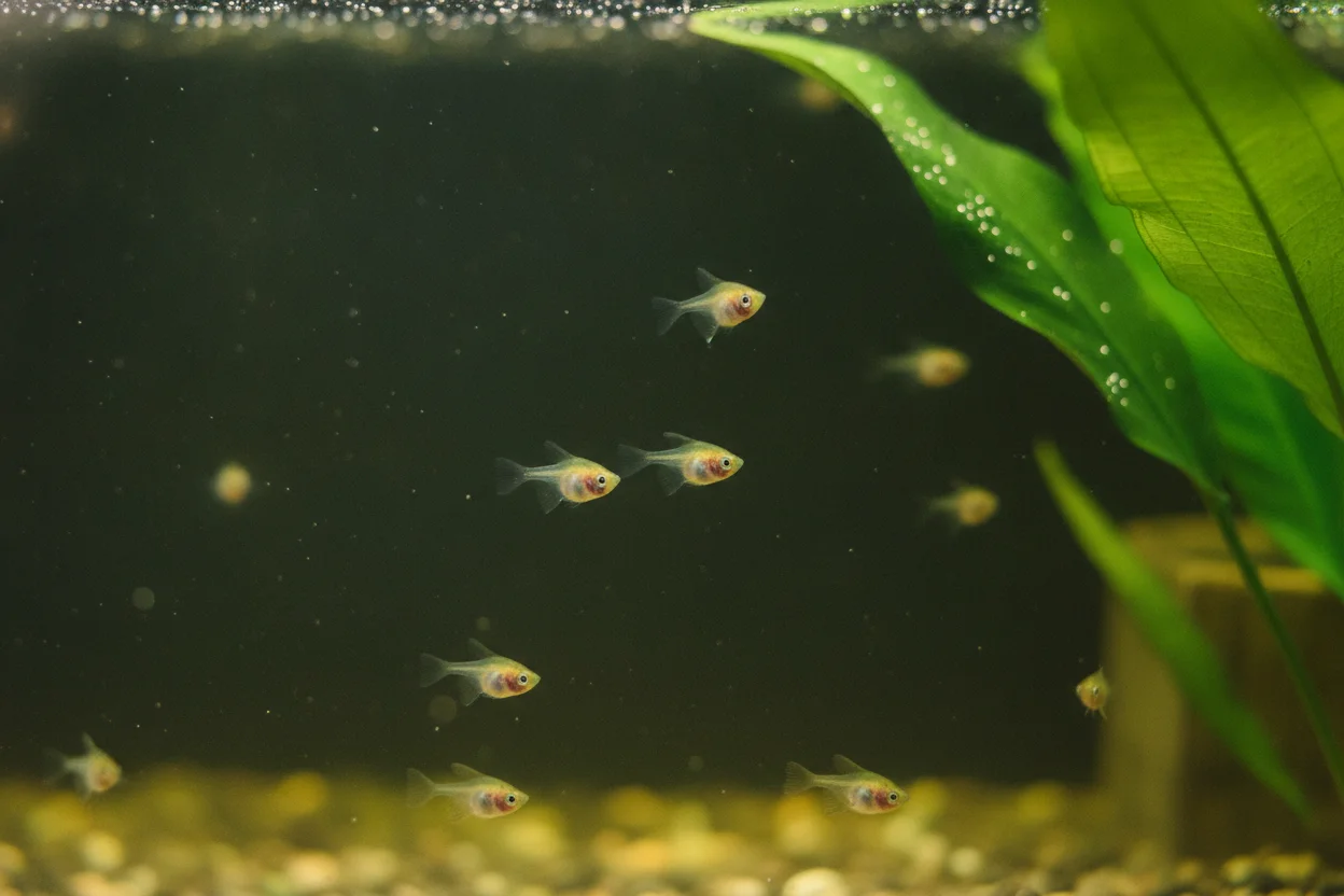 Alevines de escalar recién nadando libremente cerca de una hoja en acuario de cría