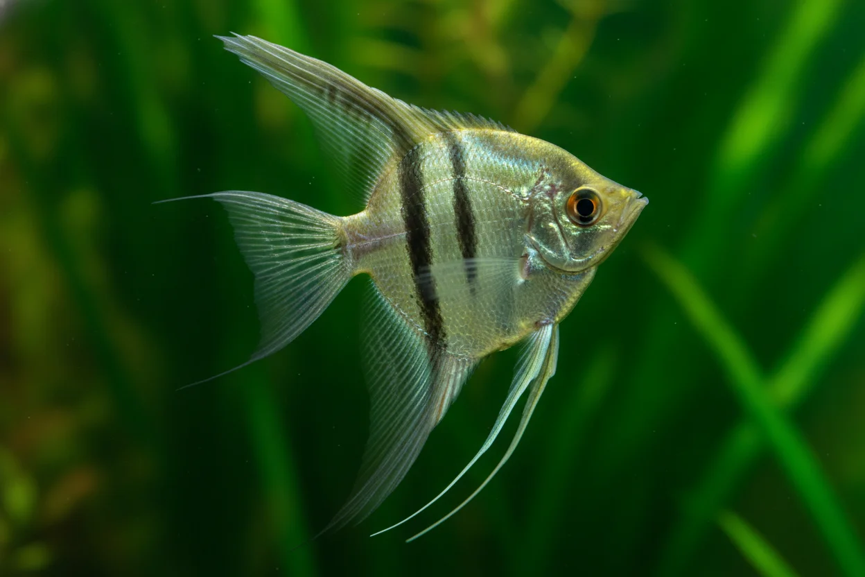 Escalar pterophyllum nadando en acuario alto con plantas