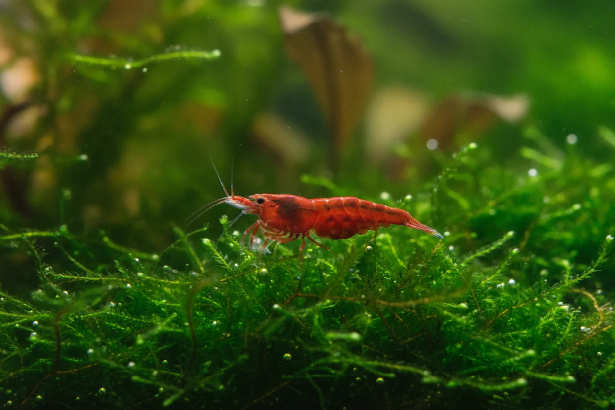 Gamba neocaridina roja sobre musgo en acuario pequeño