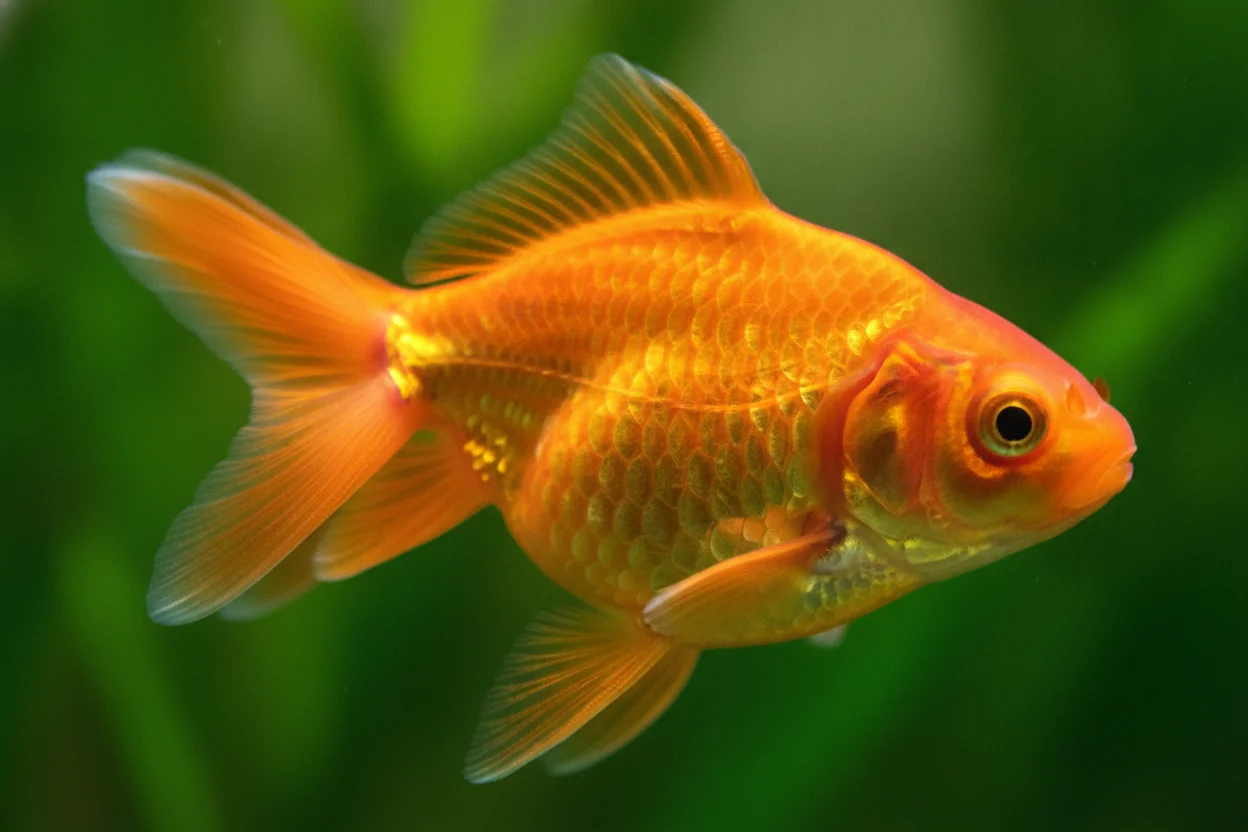 Goldfish naranja nadando en acuario espacioso