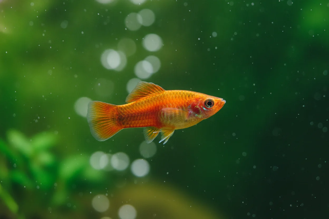 Platy naranja en acuario tropical