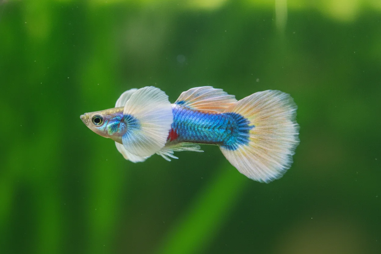 Guppy dumbo con aletas pectorales muy grandes parecidas a orejas de elefante