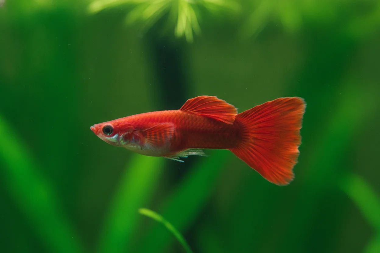 Guppy full red con cuerpo y cola completamente rojos sin manchas