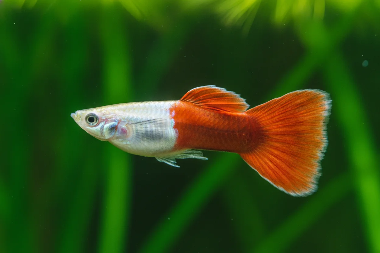 Guppy koi con cuerpo blanco manchado de rojo y naranja, patrón de carpa koi