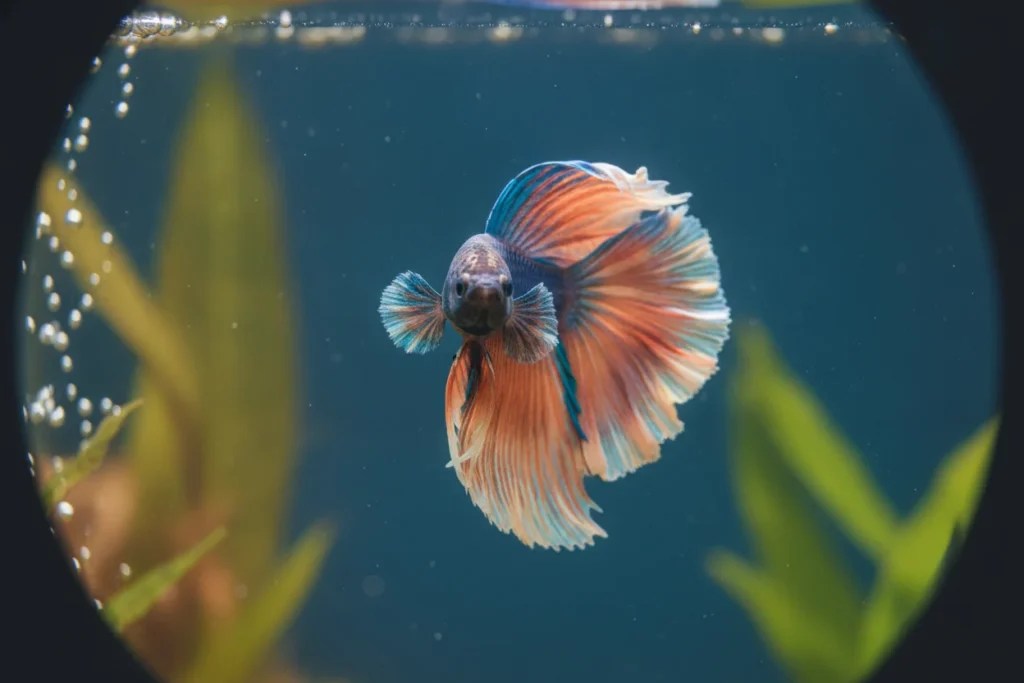 Pez betta