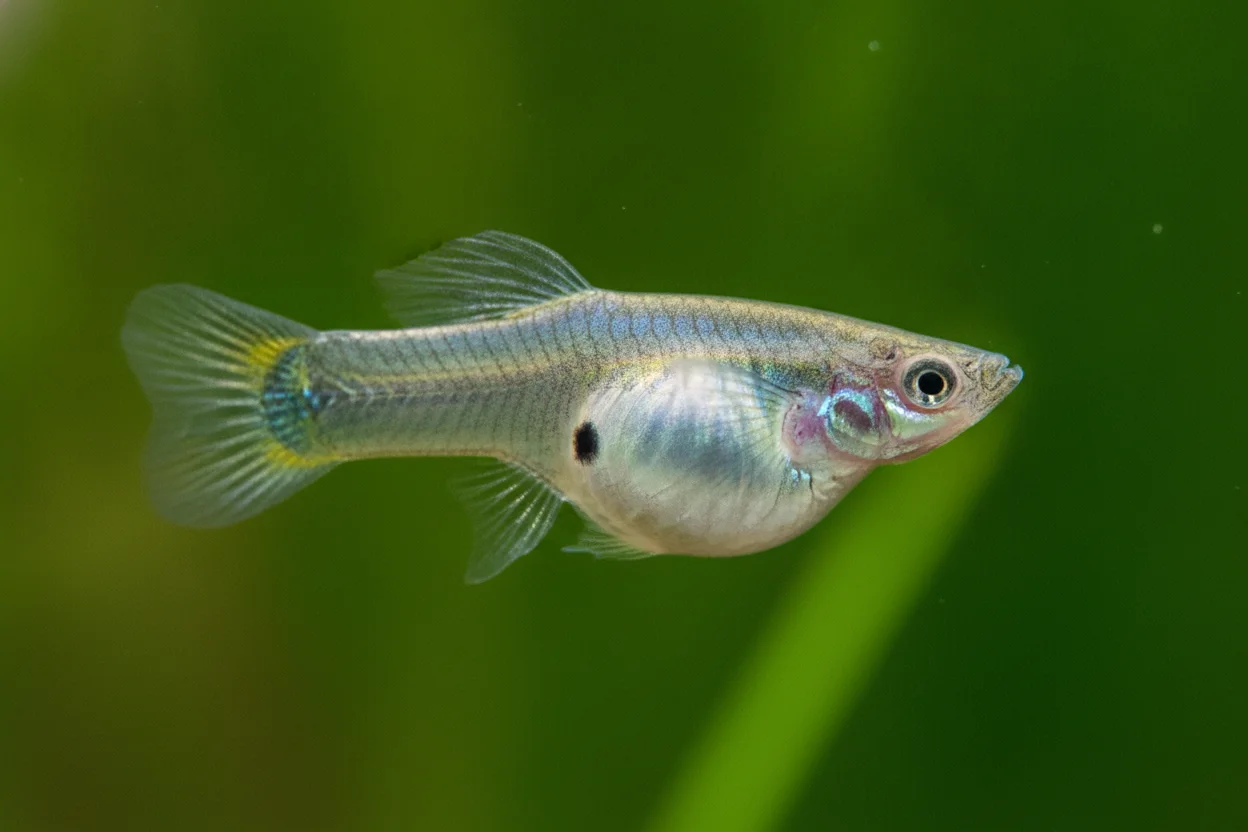 Hembra de guppy con el vientre abultado y la mancha gravídica oscura visible cerca de la cola