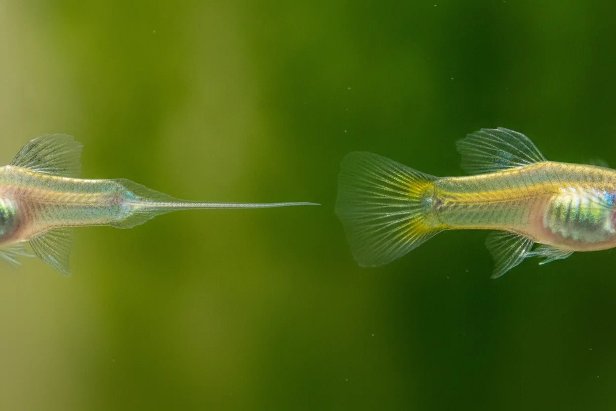 Comparativa de la aleta anal del guppy: varilla fina del macho (gonopodio) frente al abanico triangular de la hembra