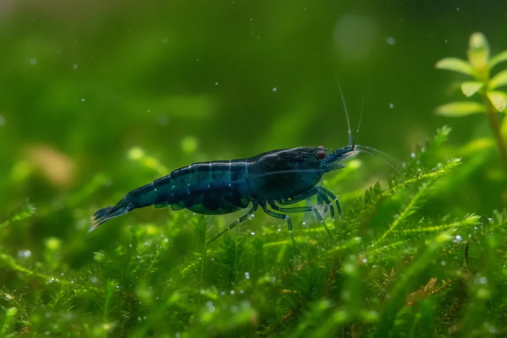 Tipos de gamba neocaridina