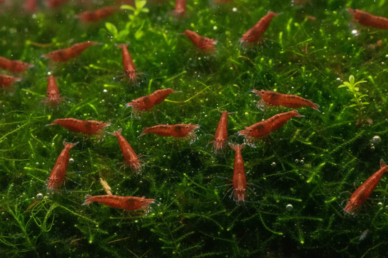 Colonia de gambas neocaridina rojas pastando juntas sobre un cojín de musgo verde