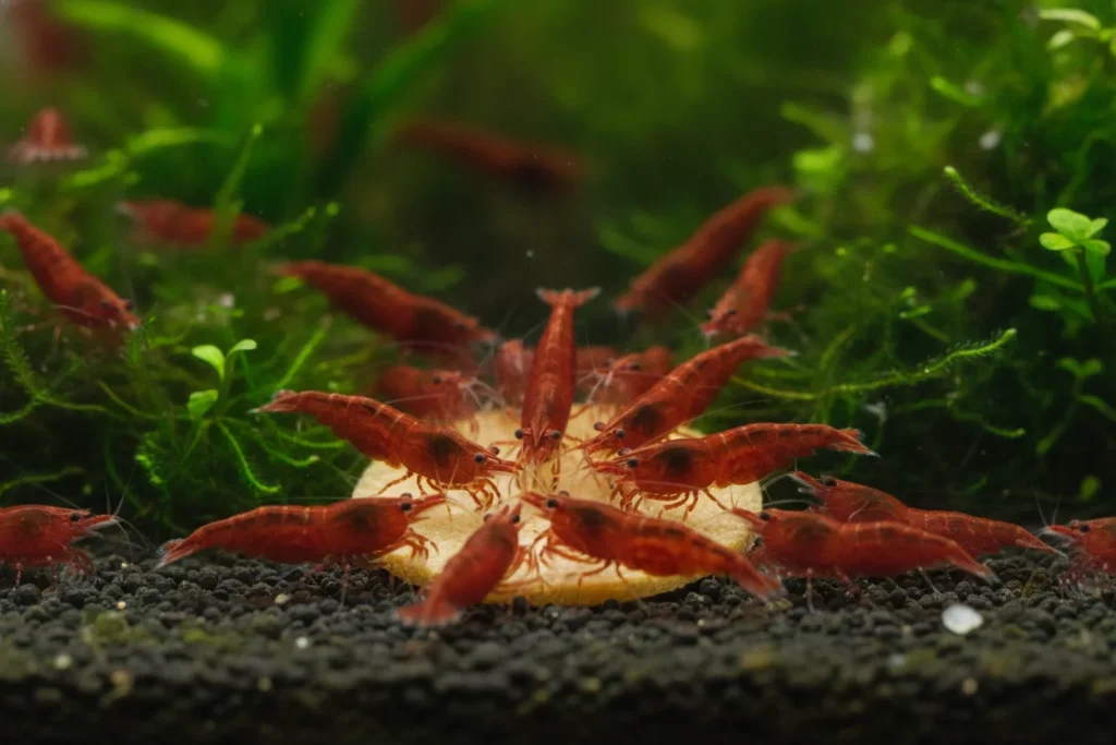Qué comen las gambas neocaridina