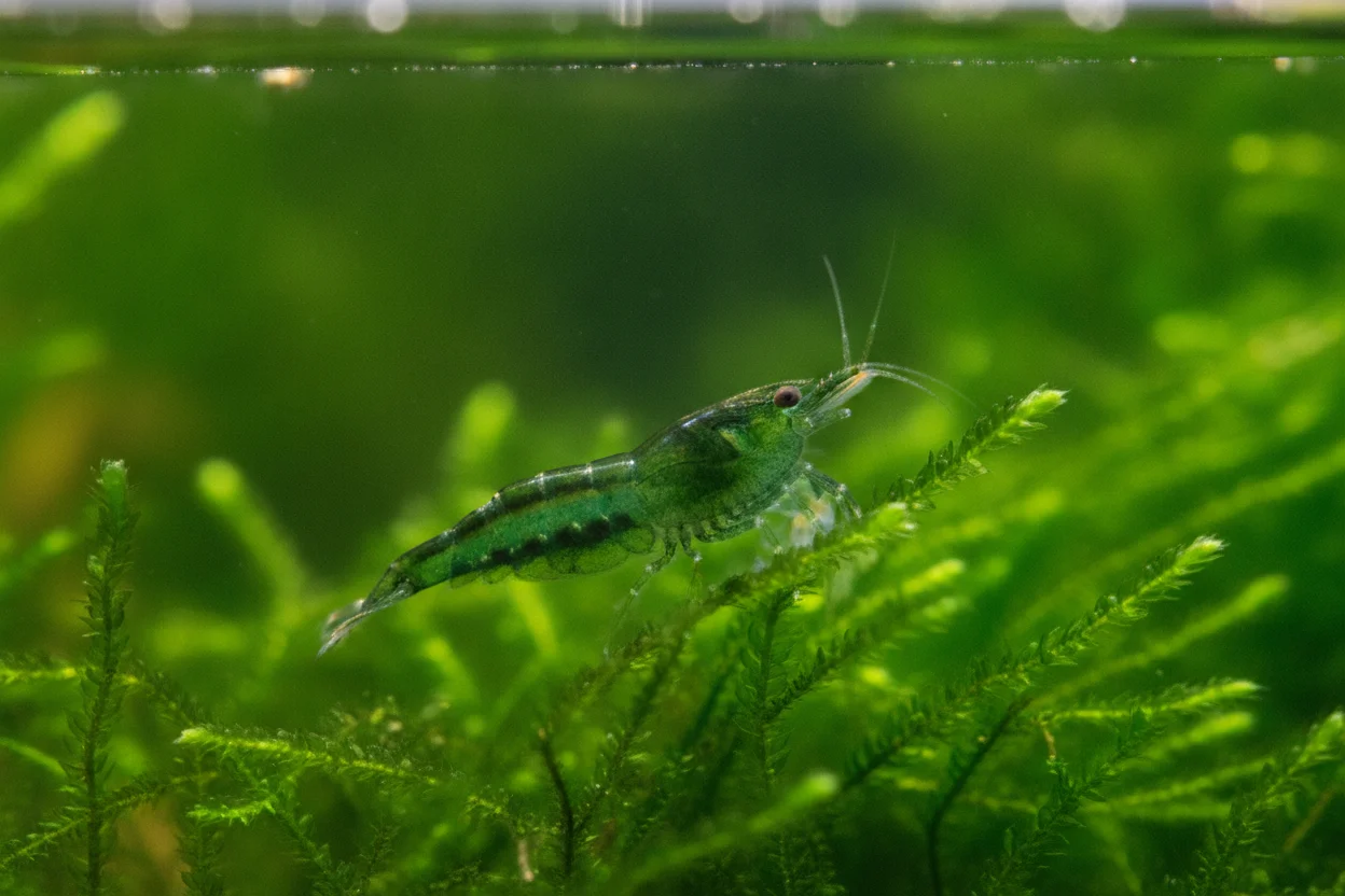 Gamba neocaridina green jade de color verde