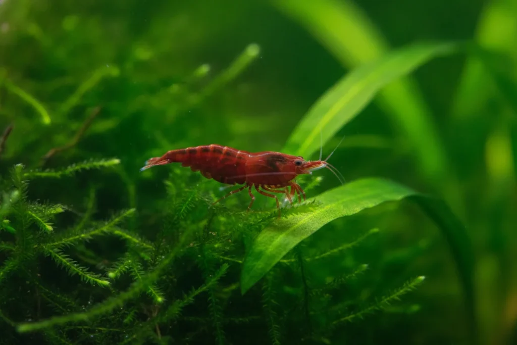 Gamba neocaridina