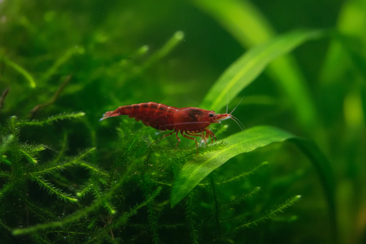 Gamba neocaridina red cherry roja sobre musgo