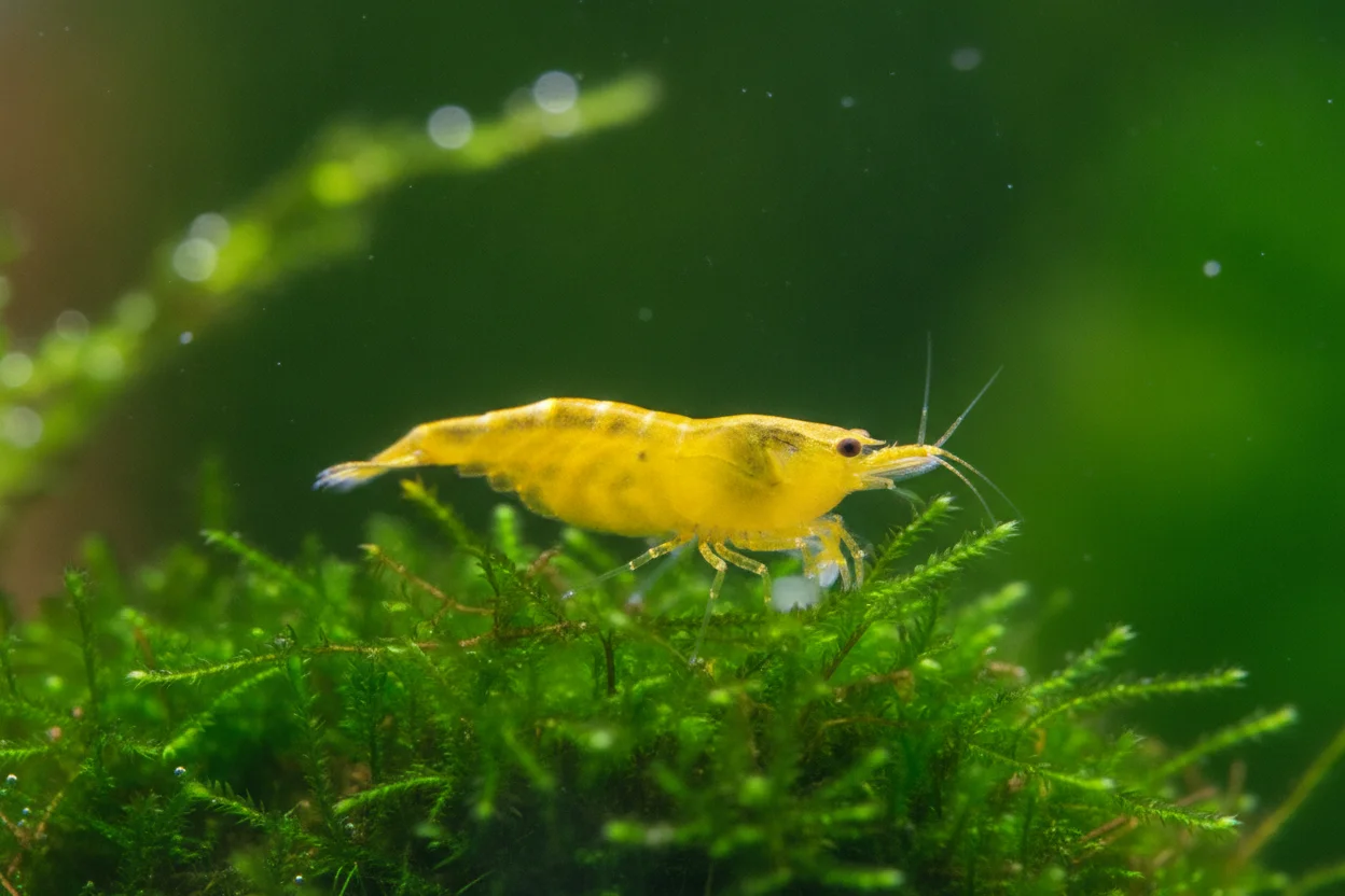 Gamba neocaridina yellow neon de color amarillo intenso