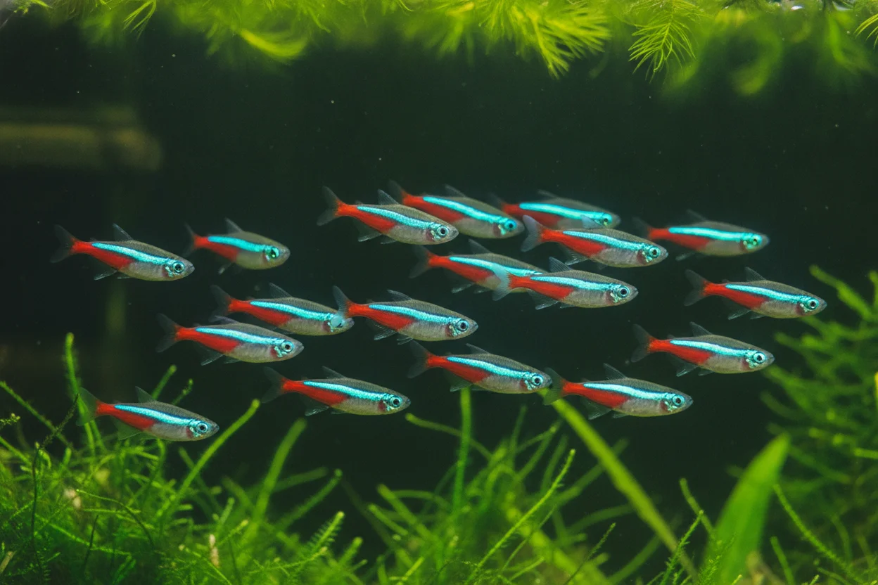 Cardumen de peces neon (Paracheirodon innesi) nadando en un acuario plantado de fondo oscuro