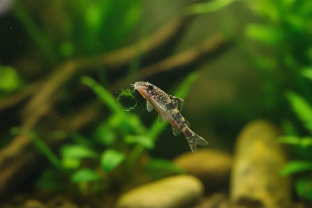 Qué comen los otocinclus