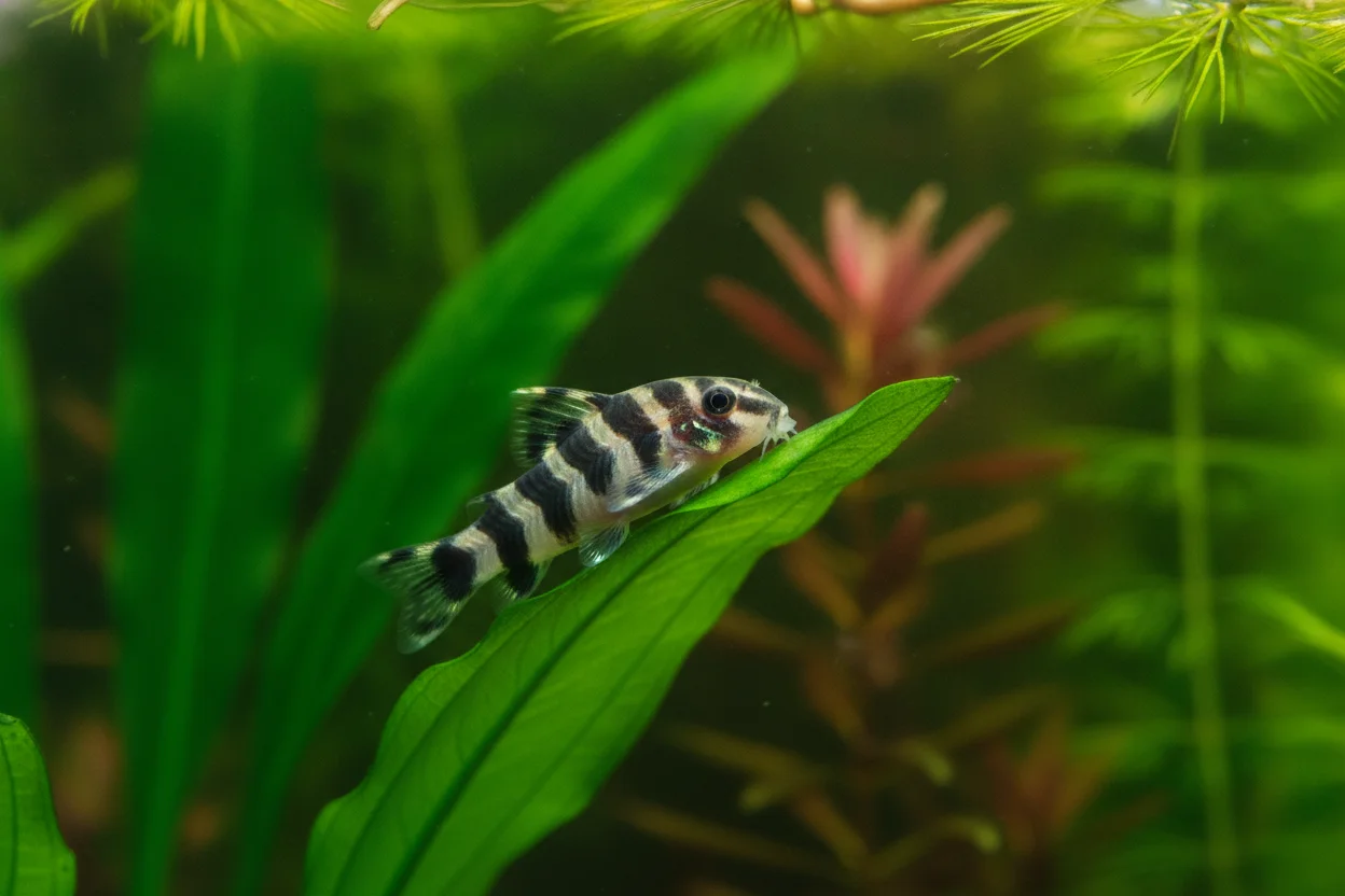 Otocinclus zebra o cocama con sus bandas oscuras, la especie más vistosa de otocinclo