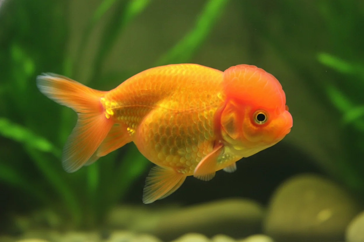 Goldfish cabeza de león naranja con capucha y sin aleta dorsal