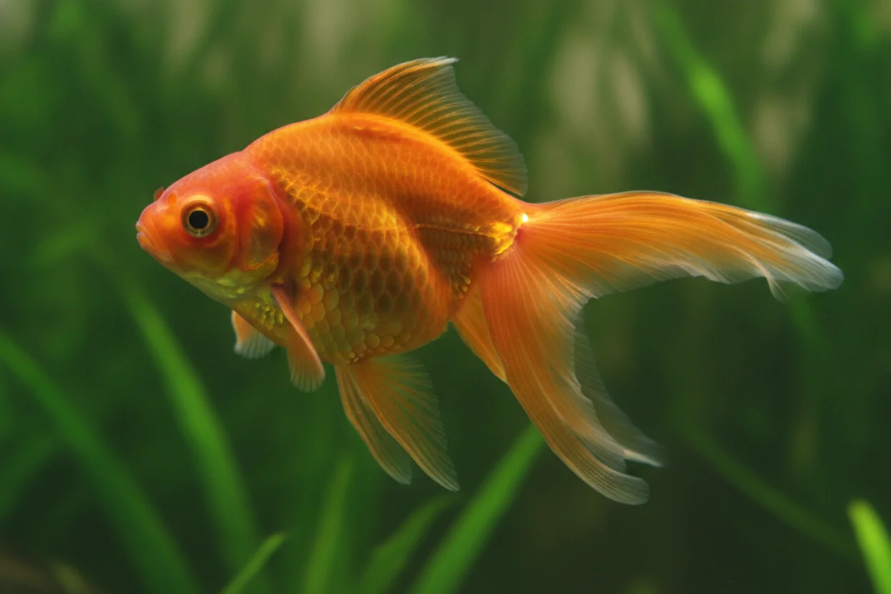 Goldfish cola de velo naranja con aletas largas y caídas