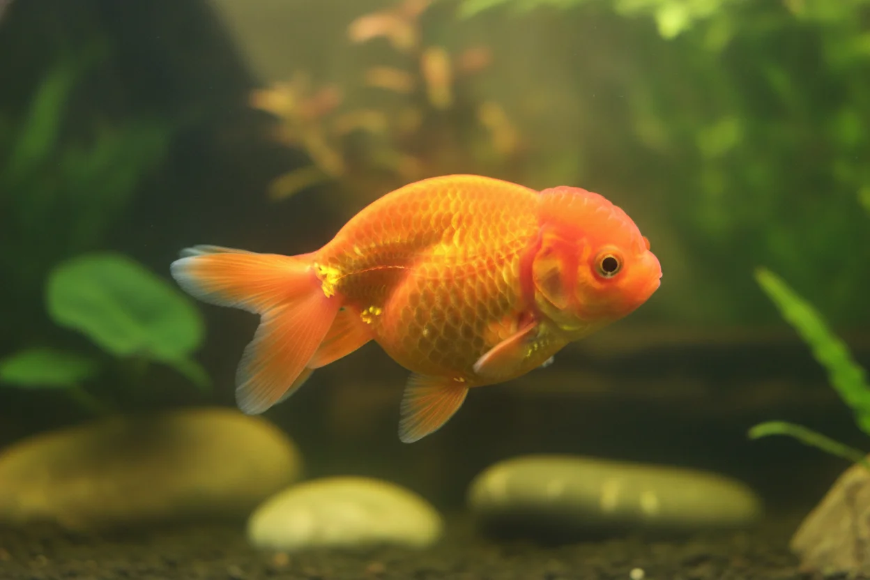 Goldfish ranchu naranja sin aleta dorsal con el lomo arqueado