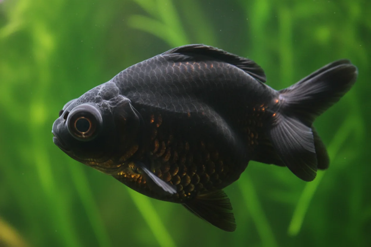 Goldfish telescopio moor negro con ojos protuberantes