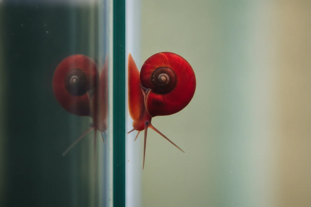 Caracol planorbis rojo de concha en disco plano sobre el cristal del acuario