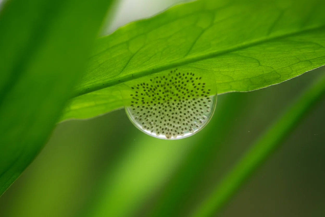 Masa gelatinosa transparente con huevos de caracol planorbis sobre una hoja de planta acuática