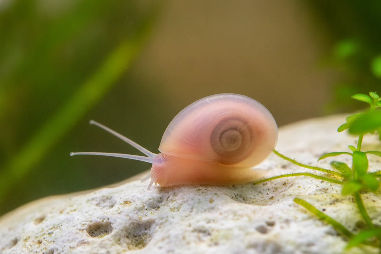Caracol planorbis rosa de aspecto albino sobre una planta acuática